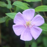 Melastoma sp.